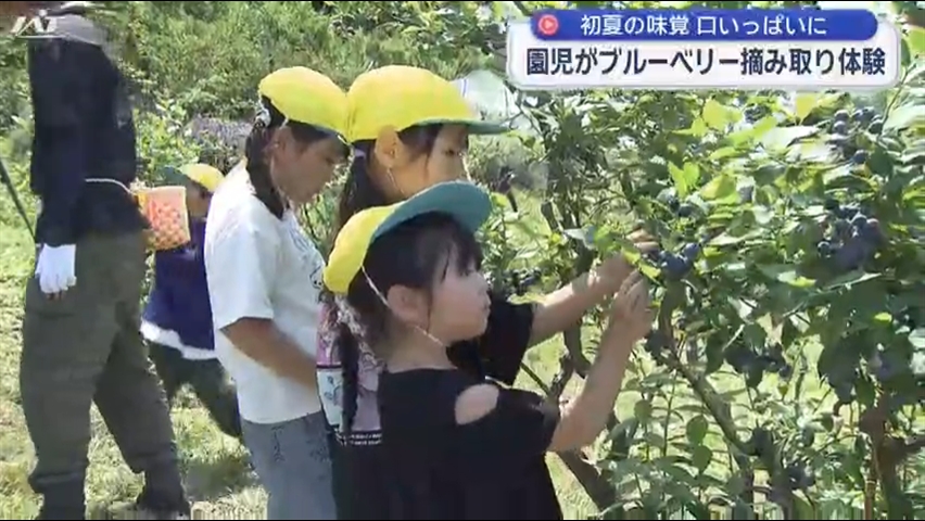 保育園児がブルーベリー摘み取り体験【岩手・盛岡市】