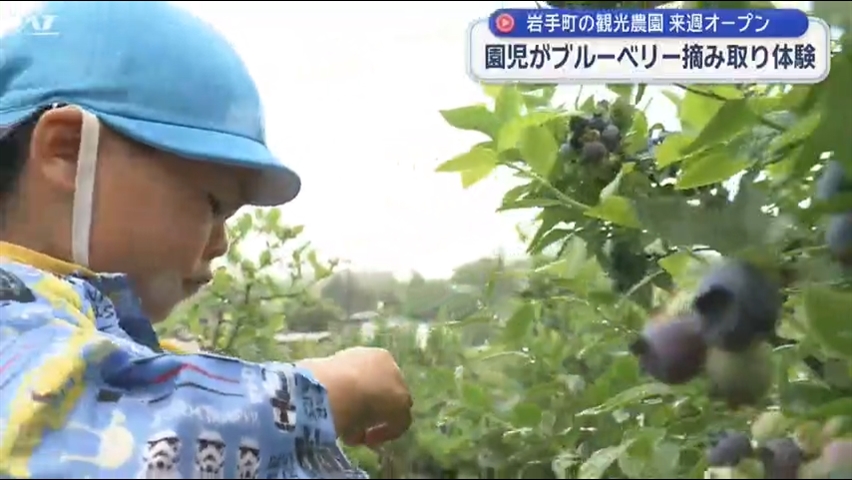 ブルーベリー観光農園で園児が摘み取り体験【岩手・岩手町】