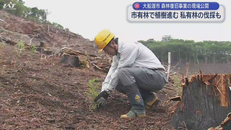 【岩手】大船渡市で森林復旧の現場を公開