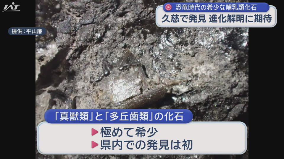 きわめて希少 ９０００万年前の地層から哺乳類化石【岩手・久慈市】