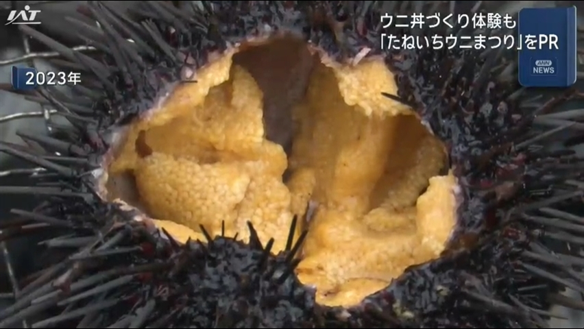 生ウニ丼づくり体験や殻割り体験も　たねいちウニまつりをＰＲ【岩手・洋野町】