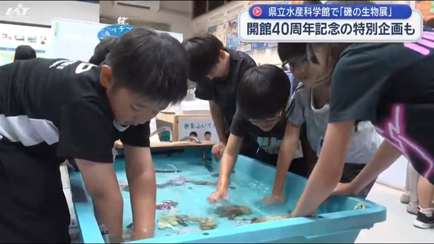 県立水産科学館４０周年記念「磯の生物展」で特別企画【岩手・宮古市】
