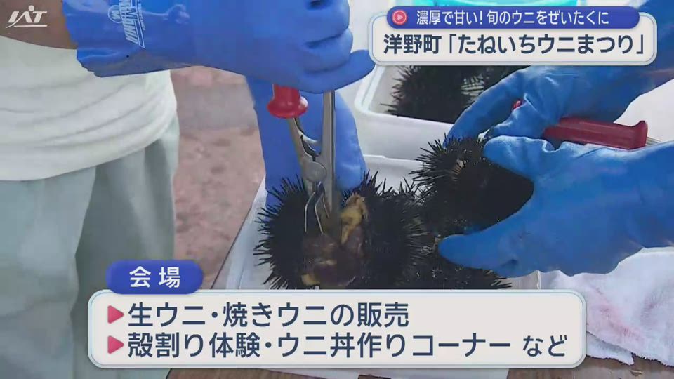洋野町「たねいちウニまつり」濃厚で甘いウニを堪能【岩手】