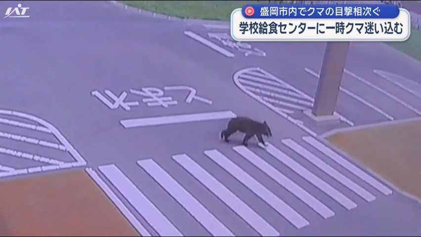 学校給食センターに子グマ迷い込む【岩手・盛岡市】