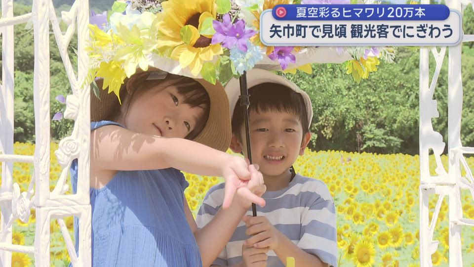 ２０万本のヒマワリ見頃【岩手・矢巾町】