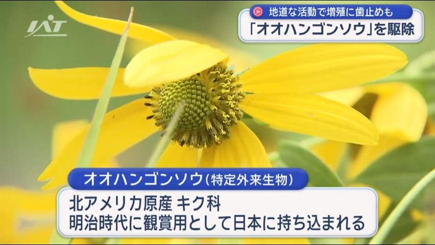 オオハンゴウソウを駆除　生態系を守る【岩手・雫石町】