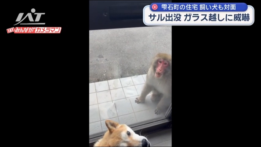 住宅の玄関にサル　ガラス越しに威嚇する姿 【岩手・雫石町】