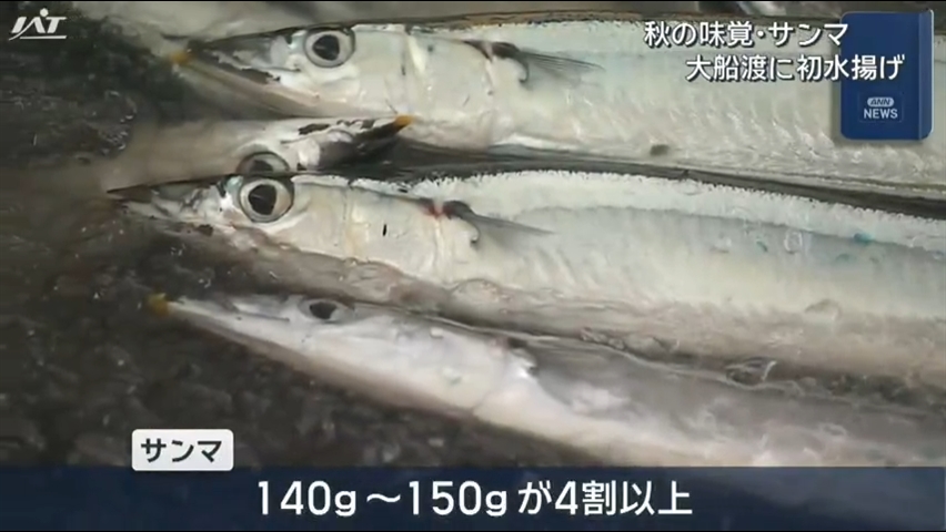 大船渡港にサンマ初水揚げ【岩手・大船渡】