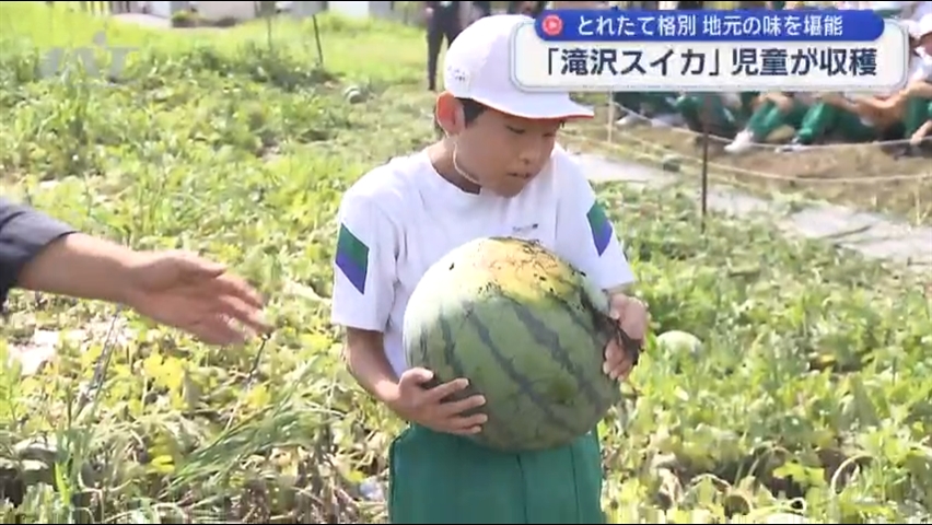 小学生が地元特産のスイカを収穫【岩手・滝沢市】　