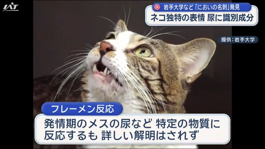 岩手大学などがネコの「においの名刺」発見【岩手】