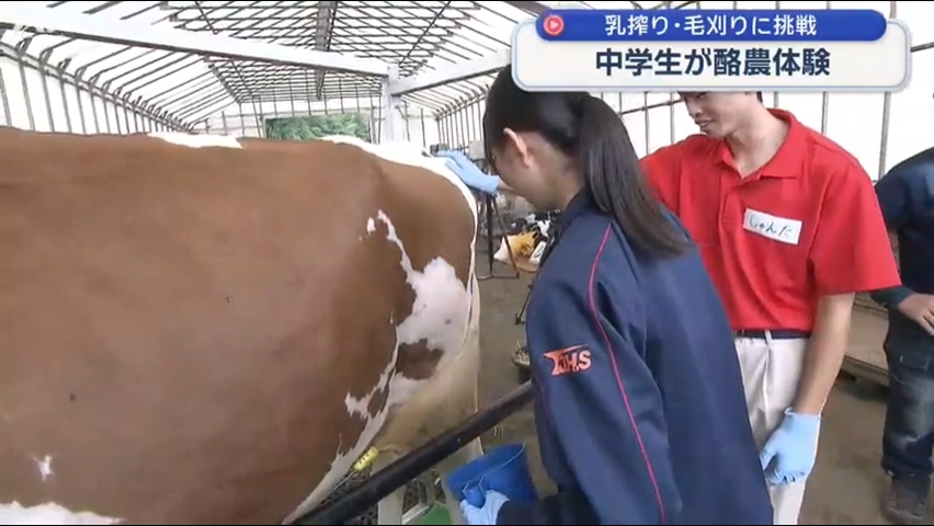 中学生が酪農体験　搾乳・牛舎清掃・毛刈りも【岩手・滝沢市】