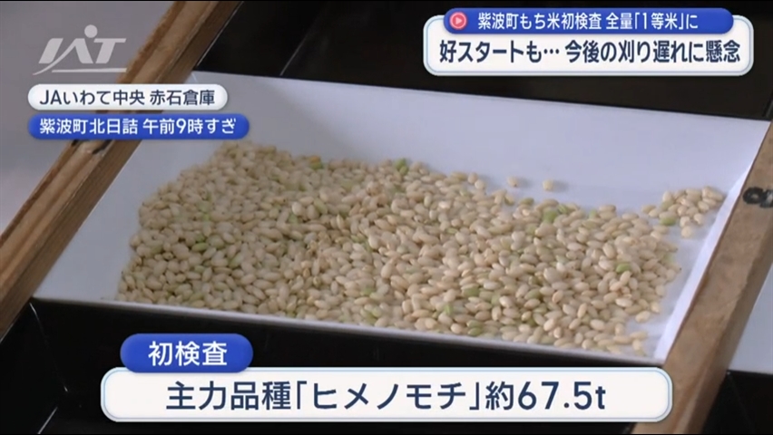 今年度産のもち米「ヒメノモチ」初検査【岩手・紫波町】