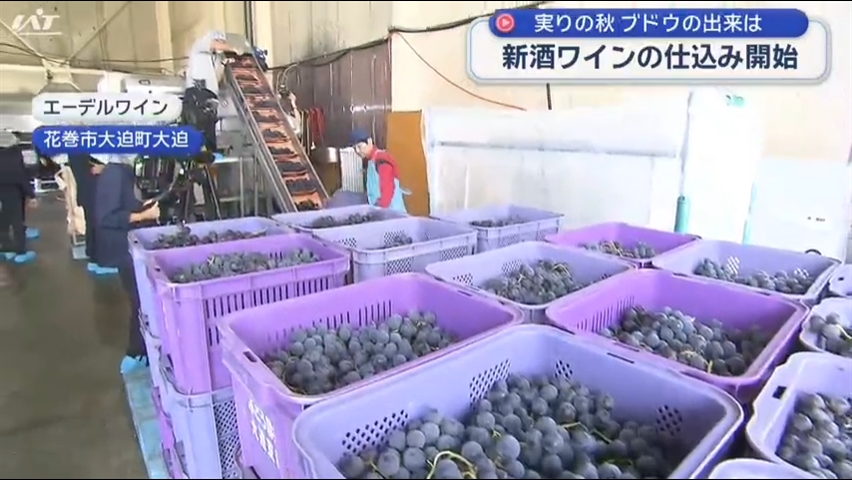 エーデルワイン　新酒ワインの仕込み始まる【岩手・花巻市】