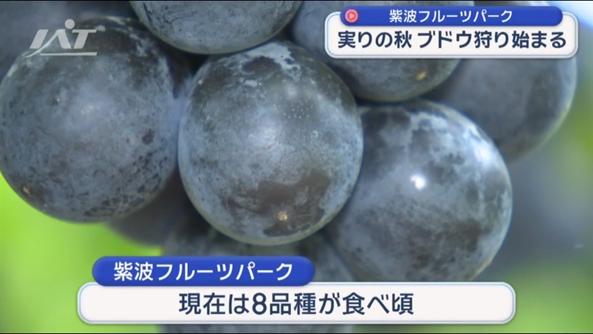 実りの秋　ブドウ狩りシーズンスタート【岩手・紫波町】