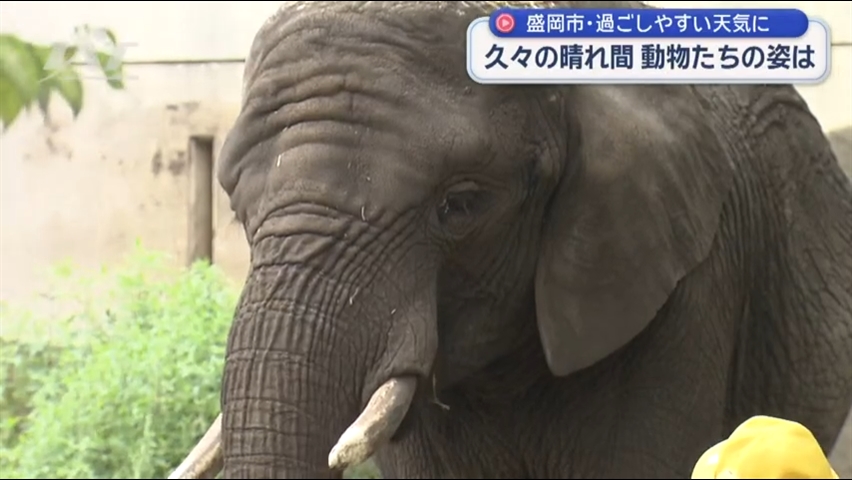 久々の晴れ間　動物たちの姿楽しむ【岩手・盛岡市】