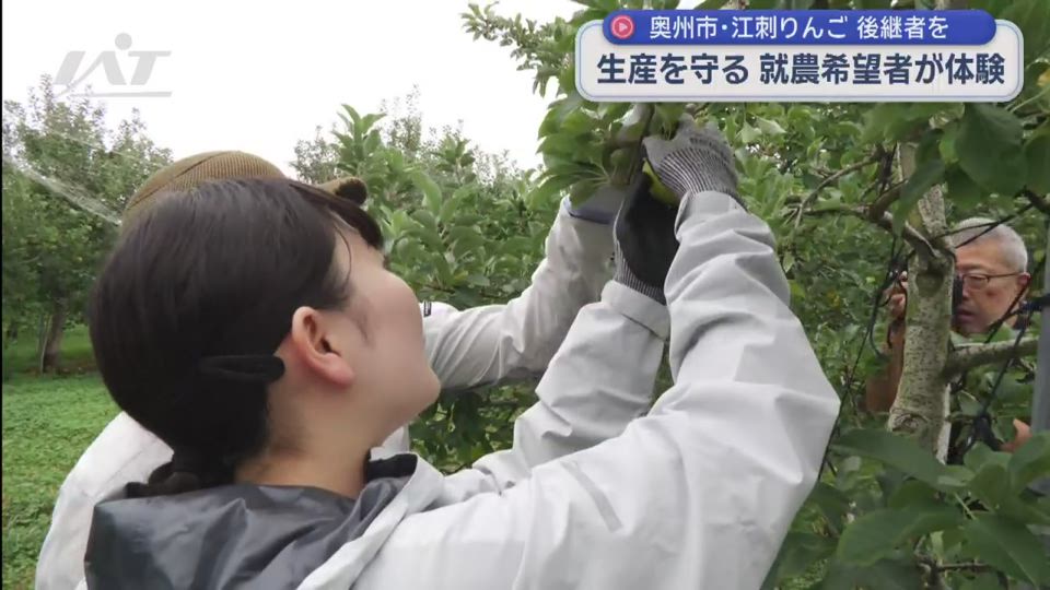 リンゴ生産の楽しさは　就農希望者の体験会【岩手・奥州市】