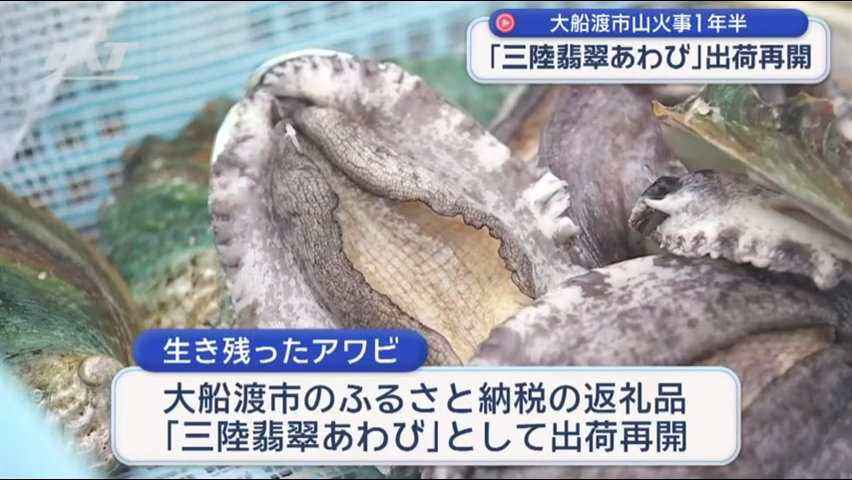 大船渡市山火事から１年半　「三陸翡翠あわび」出荷再開【岩手・大船渡市】