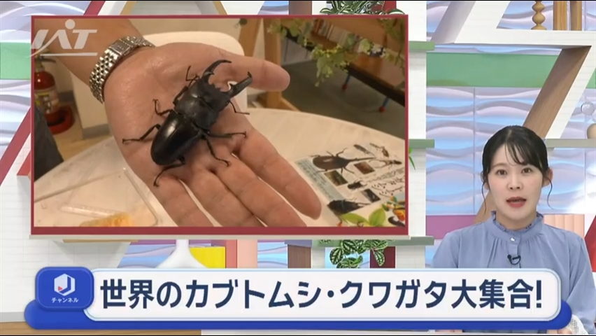 世界のカブトムシとクワガタに触れる【岩手・宮古市】