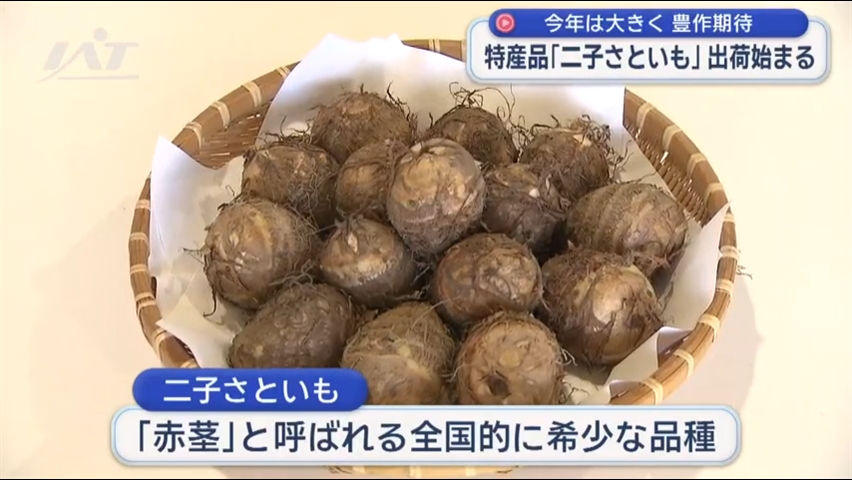 今年は大きく豊作期待　特産品「二子さといも」出荷始まる【岩手・北上市】
