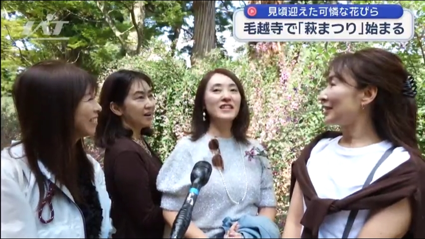毛越寺萩まつり　開花が進み見頃に【岩手・平泉町】