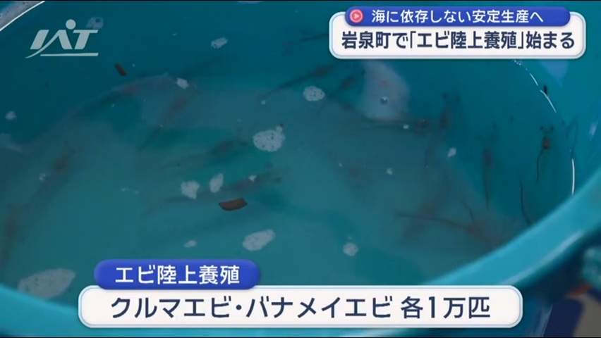海に依存しない安定生産へ　岩泉町で「エビ陸上養殖」
