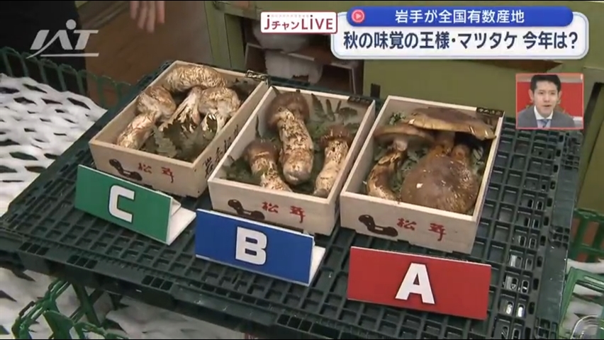 マツタケ今年は？（中継　ＪチャンＬＩＶＥ）