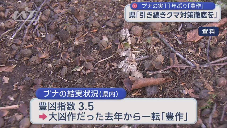 ブナの実１１年ぶり「豊作」…県「引き続きクマ対策徹底を」