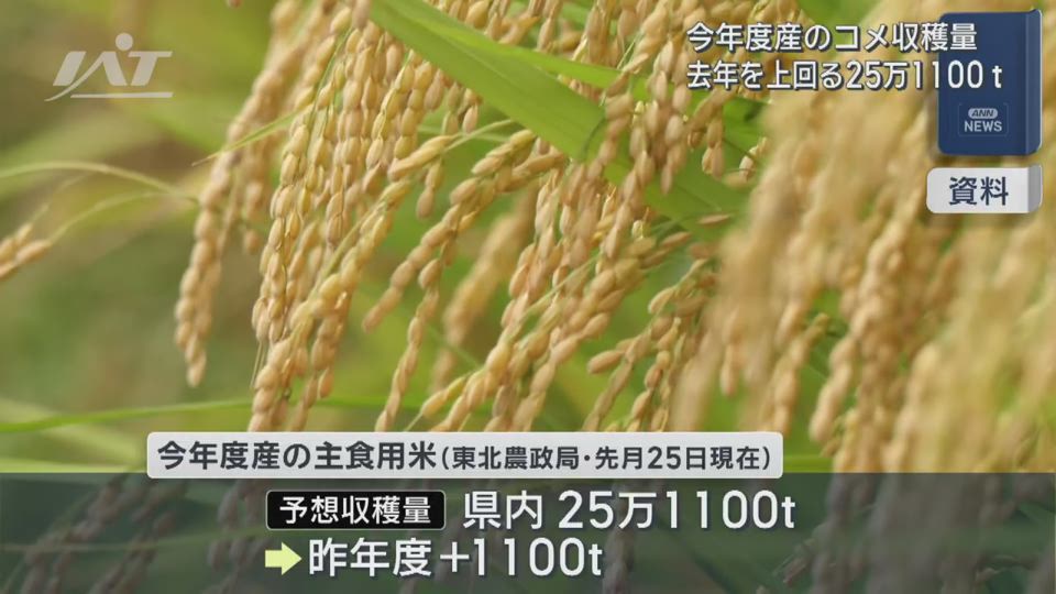今年度産のコメ収穫量　去年を上回る２５万１１００ｔ【岩手】