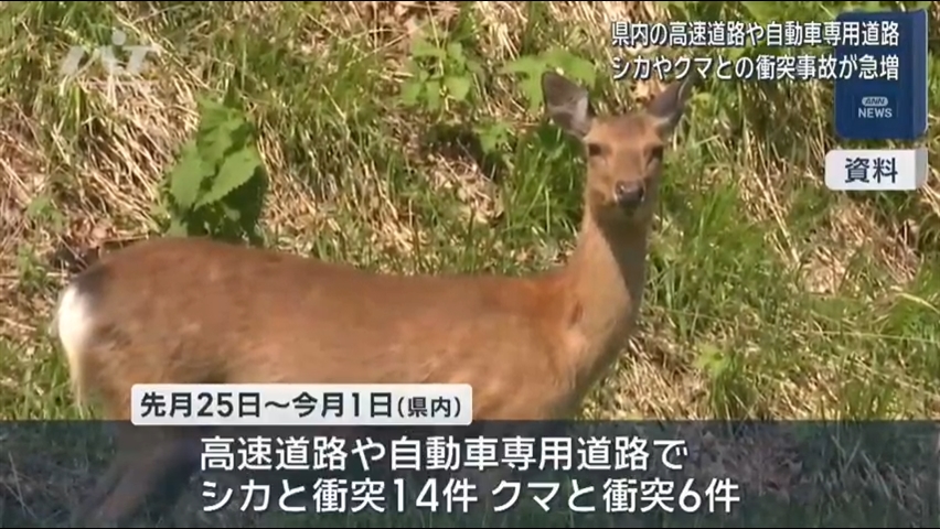 シカ・クマとの衝突事故が急増　県内の高速道路や自動車専用道路【岩手】