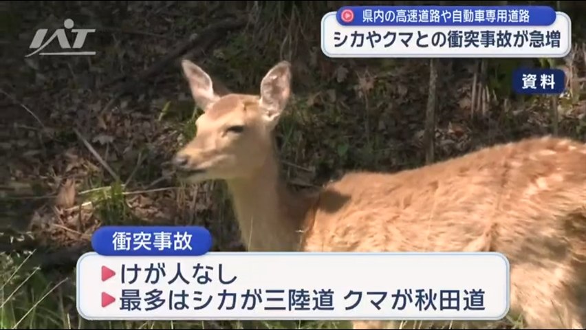 高速道　シカ・クマとの衝突事故が急増　注意呼びかけ【岩手】
