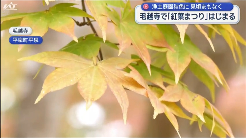 毛越寺で紅葉まつり始まる【岩手・平泉町】