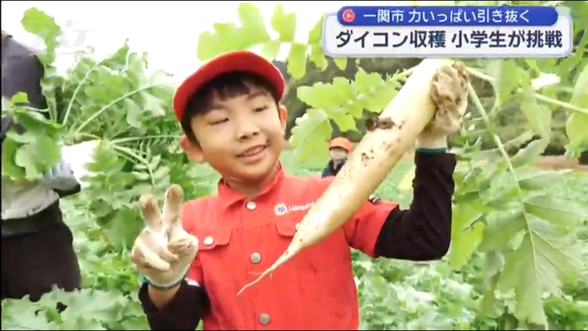 小学生がダイコンの収穫を体験【岩手・一関市】