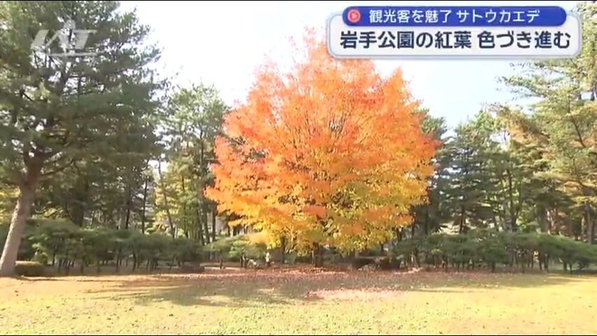 観光客を魅了サトウカエデ　岩手公園の紅葉　色づき進む【岩手・盛岡市】