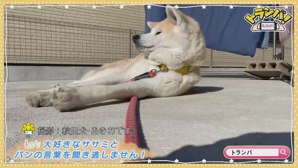 まろんパパ 秋田犬 あきおです にゃんまま Saga Plus サガプラス
