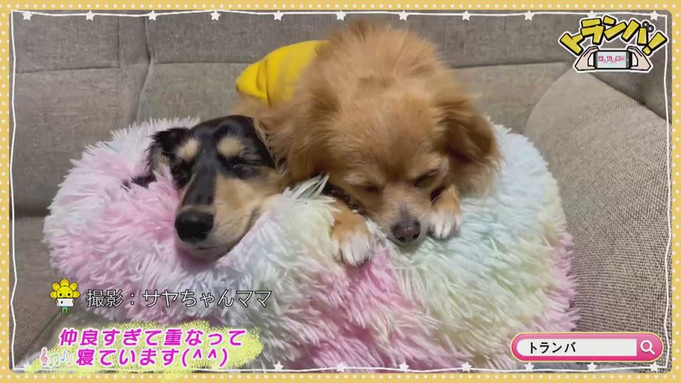 サヤちゃんママ みいこママ 花ちゃんのママ Saga Plus サガプラス