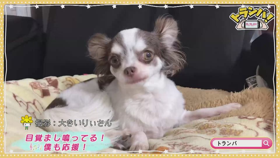 グリーンマン 大きいりぃさん おだしさん Saga Plus サガプラス