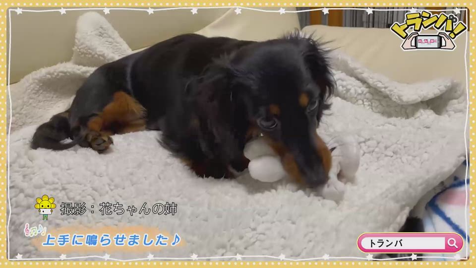 風太パパ 花ちゃんの姉 いきなり団子 Saga Plus サガプラス