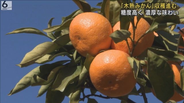 木に実らせたまま成熟 甘くて濃厚な「木熟みかん」収穫進む 和歌山・田辺市