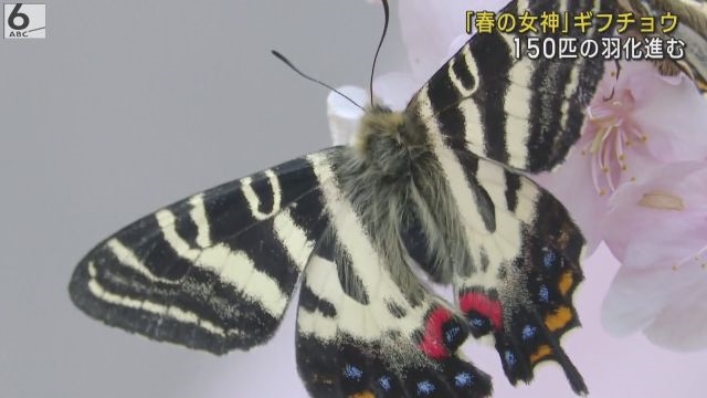 春の女神」ギフチョウ １５０匹の羽化進む 京都・福知山市