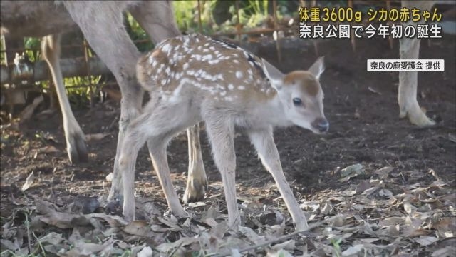 奈良公園 靴 安い 臭い