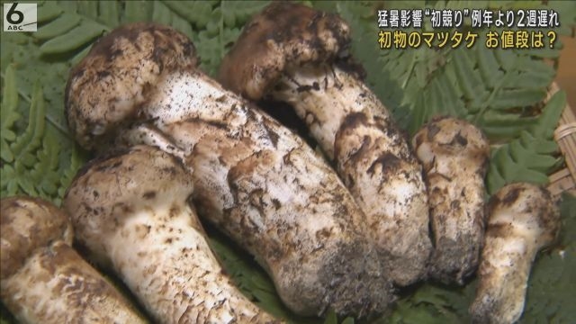 ６本９６万円で落札 マツタケの初競り 猛暑で例年より２週間ほど遅く 兵庫・丹波篠山市