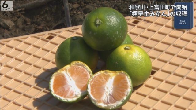 ほどよい酸味と甘み 和歌山で「極早生みかん」収穫はじまる