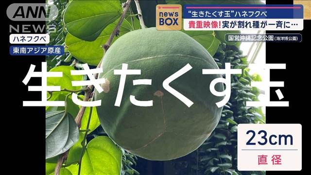 貴重映像】“生きたくす玉”ハネフクベ 国内で初めての結実!（テレ朝news）｜ｄメニューニュース（NTTドコモ）