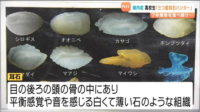 7年間魚を食べ続け101種類の“耳石”集める 高校生「三つ星耳石ハンター