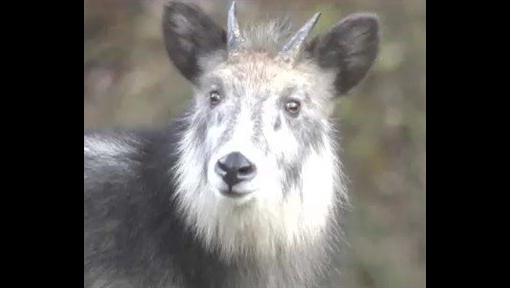 カモシカの角 ニホンカモシカ 1対 2組 カモシカの角 ニホンカモシカ 1対 2組