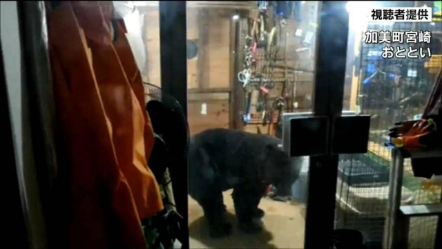 でかっ」住宅に体長約2mクマ連日出没 鳥の餌入ったバケツくわえ