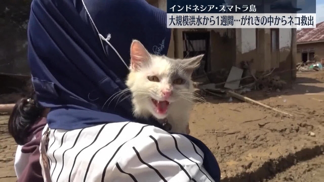 インドネシア・スマトラ島で大規模洪水 がれきの中から1週間ぶりネコ