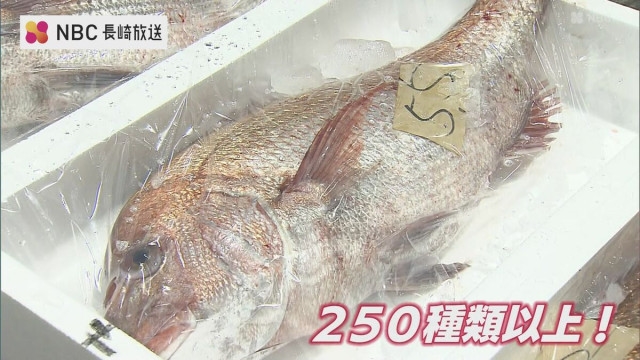 水揚げは去年の3分の1も高値で取引「日本一の魚種」長崎魚市で初競り