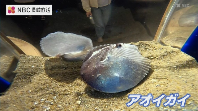 貝」なのに「タコ」？ 生きた姿は超貴重 謎多きアオイガイが佐世保市