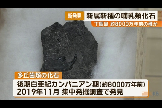 下甑島で新種の哺乳類化石を発見 約8000万年前の種か（KKB鹿児島放送